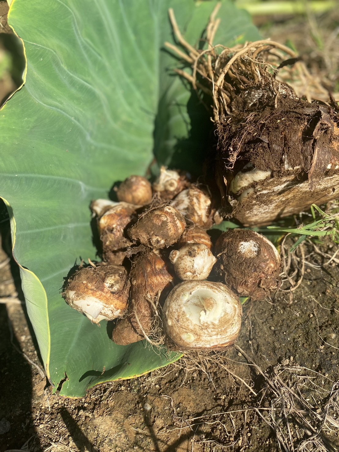 さといも様① 10001061_main.jpg